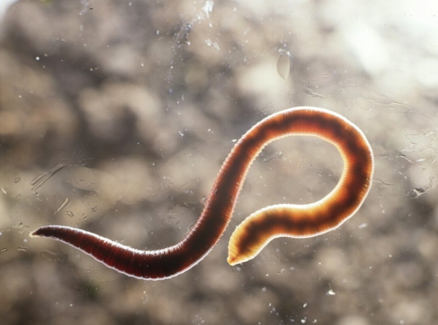 Тайный мир паразитов